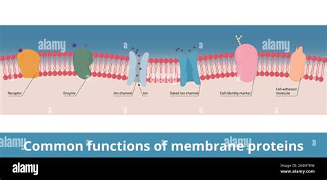 how are channel proteins similar to enzymes